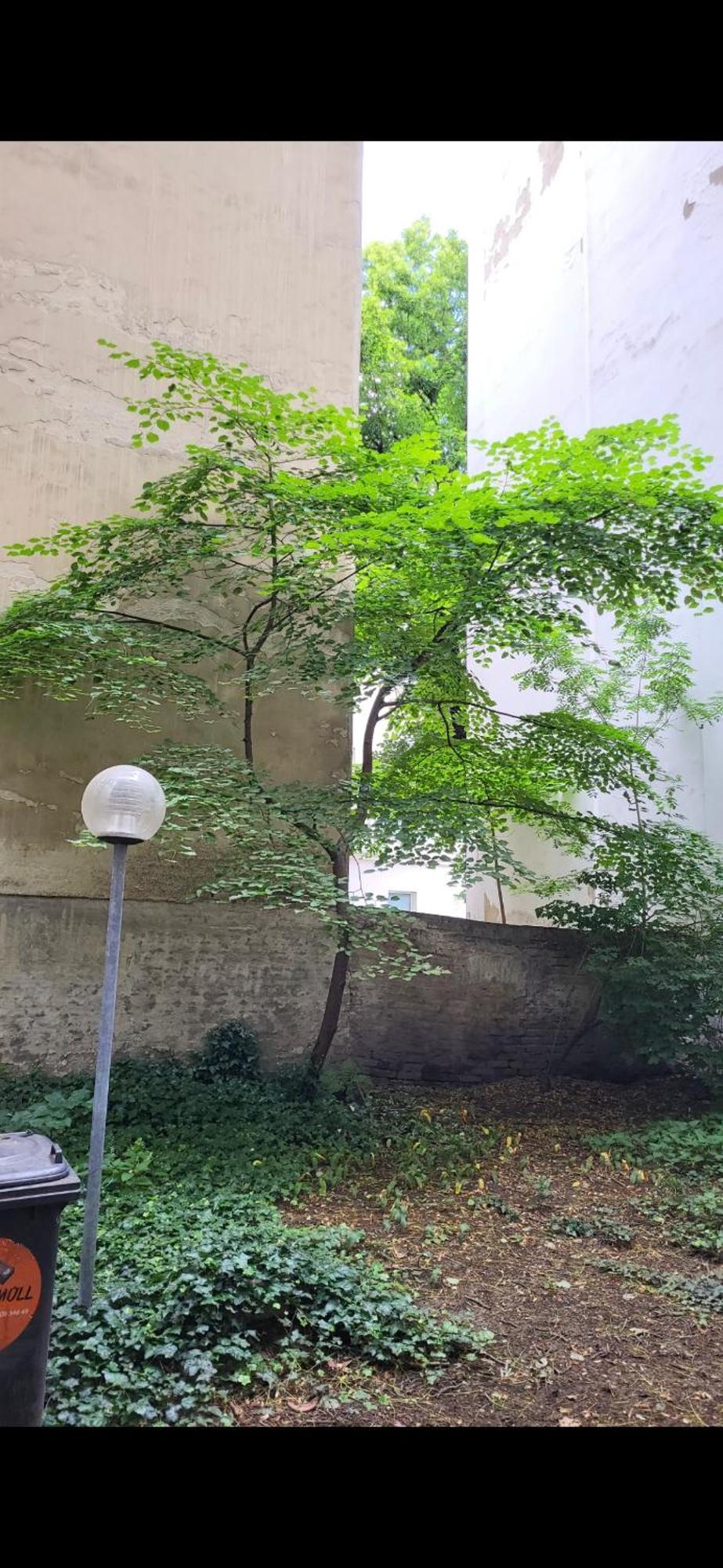 Schoene Altbauwohnung Wien Zentrum Brigittenauer Laende 32 מראה חיצוני תמונה